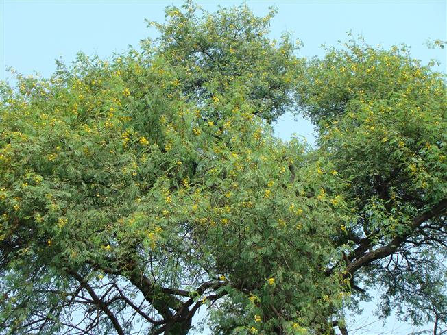 Vachellia nilotica